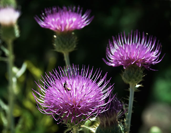 three thistle